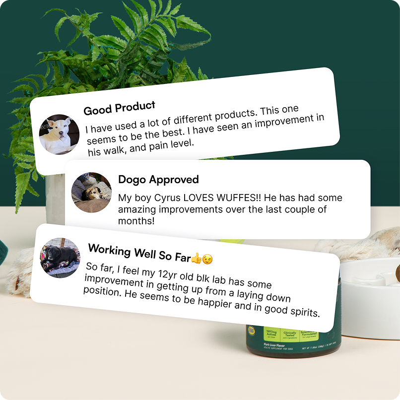 Three user reviews about dog joint health with images of dogs and a green plant background
