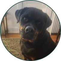 Close-up of a black and tan Rottweiler dog indoors looking directly at the camera