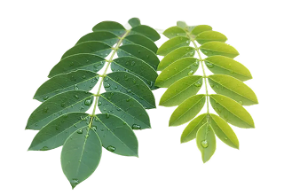 Two wet green leaves with water droplets on a white background, showing varying shades of green